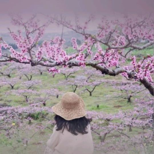 桃园蜜坊
