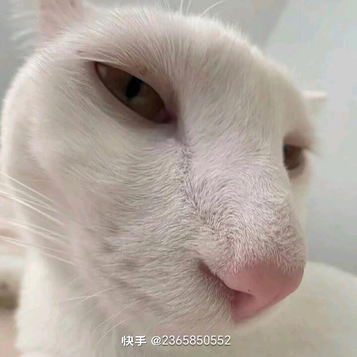 哈基米