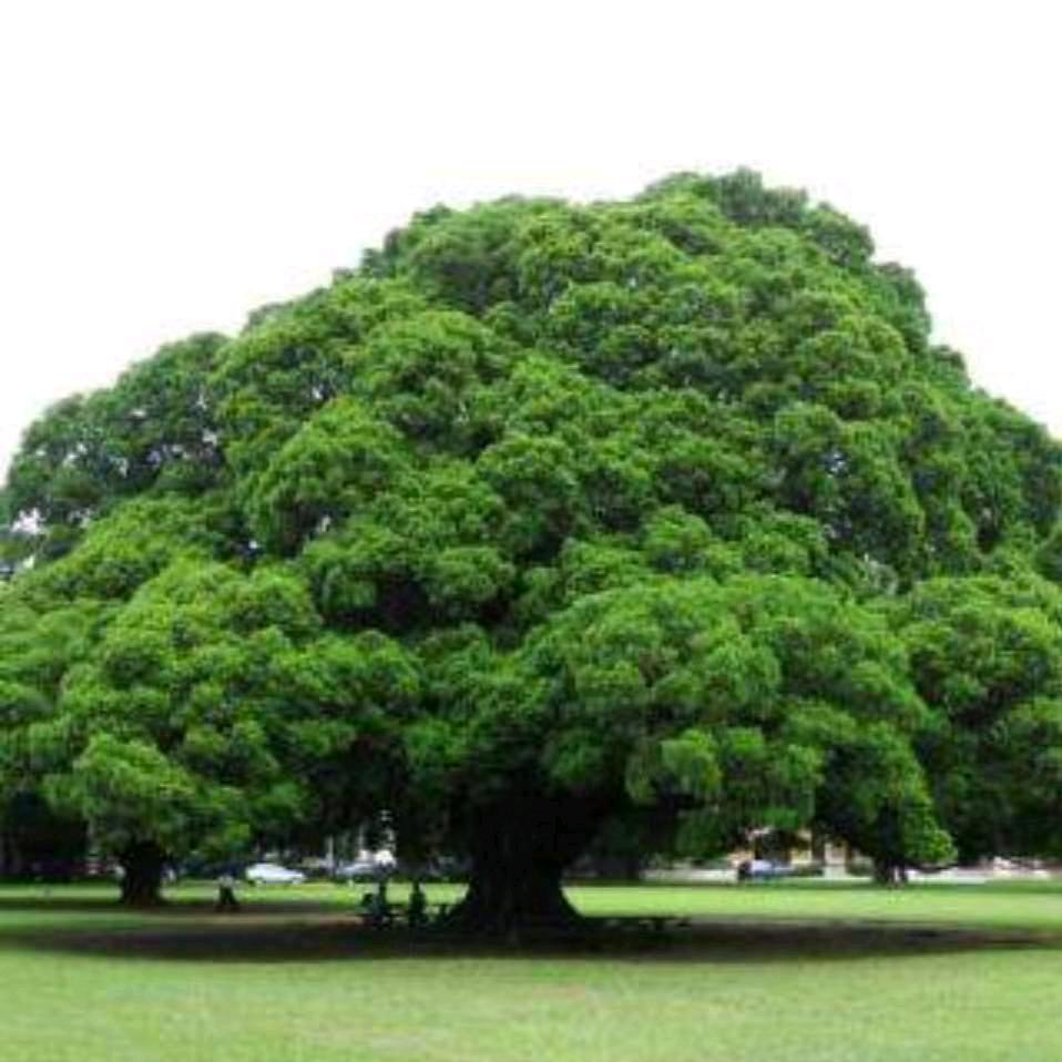 大榕树