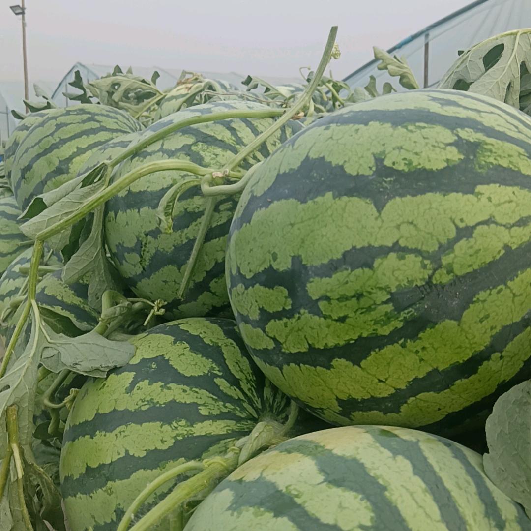 西瓜王子