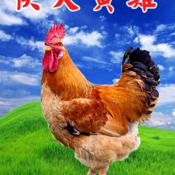 卫斌家禽养殖场