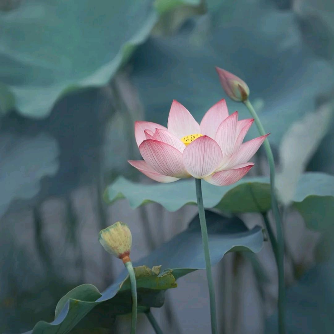 只讲实话的老师