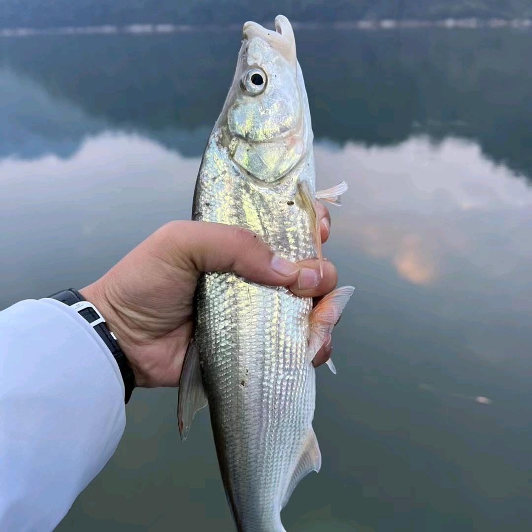 执念！执念！执念！