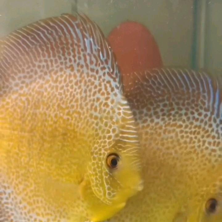 牡丹江大涛七彩