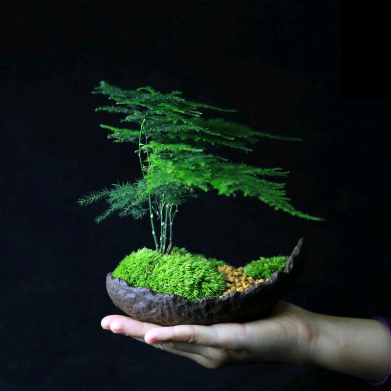 花上心绿植
