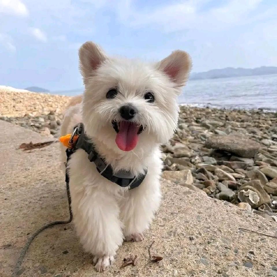 心碎海