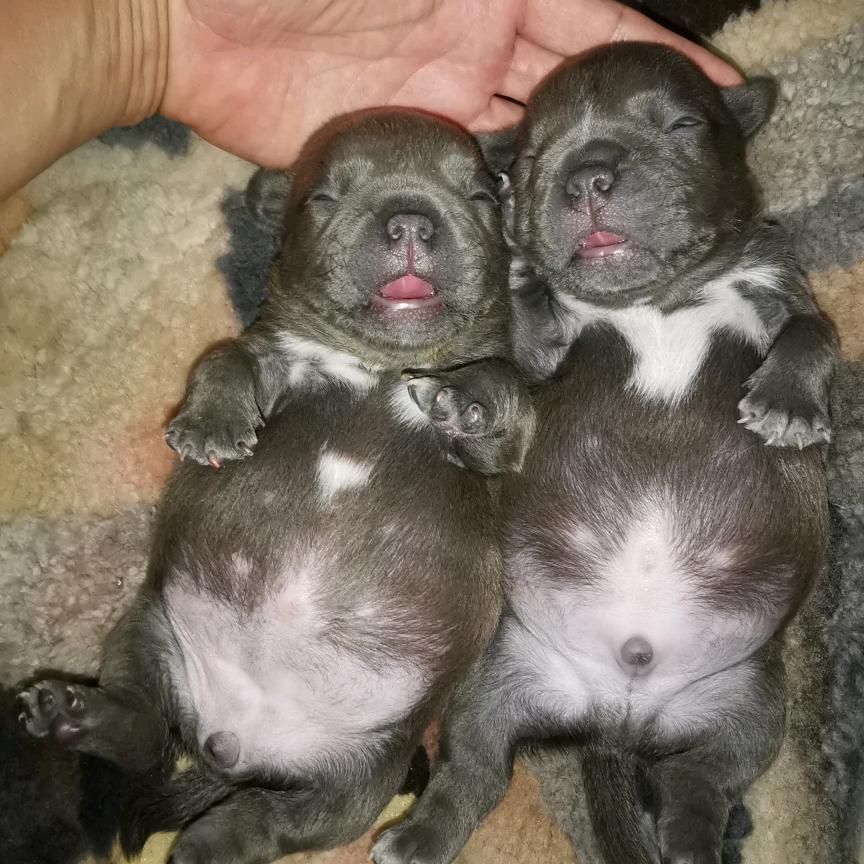 恶霸犬团团圆圆