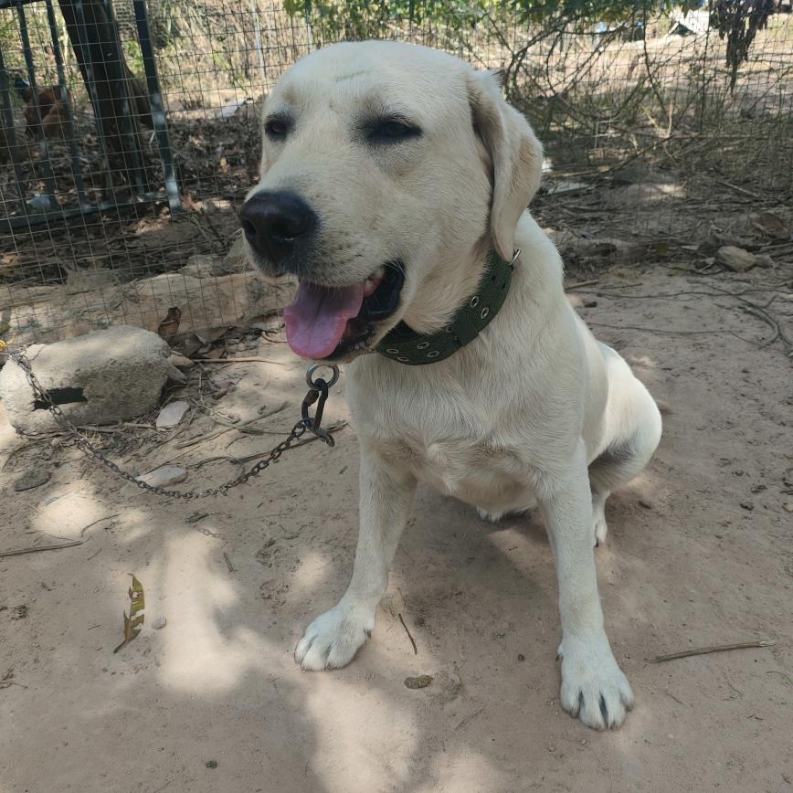 拉布拉多犬（小白）