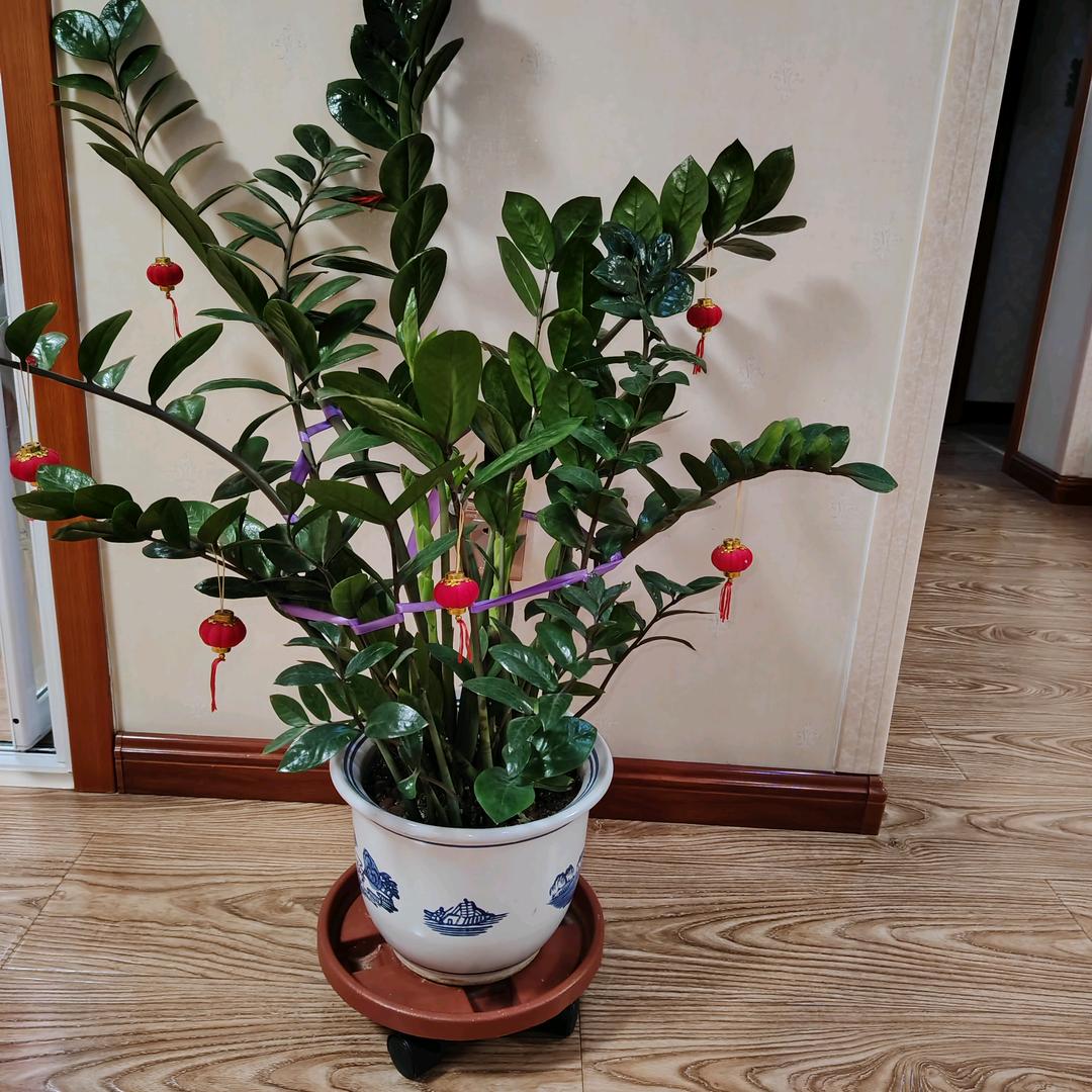 🌟🌟午后阳光