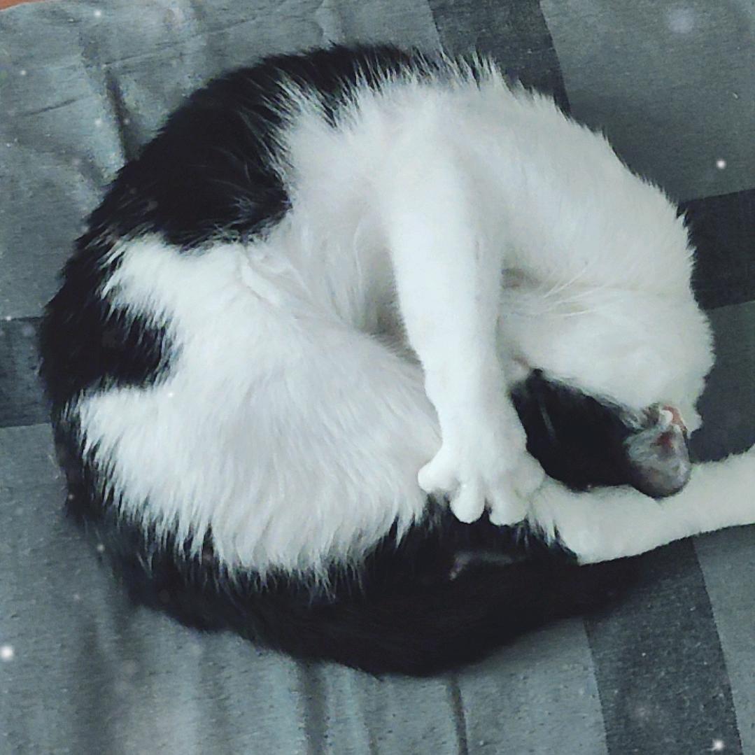 福宝，招财，及进宝