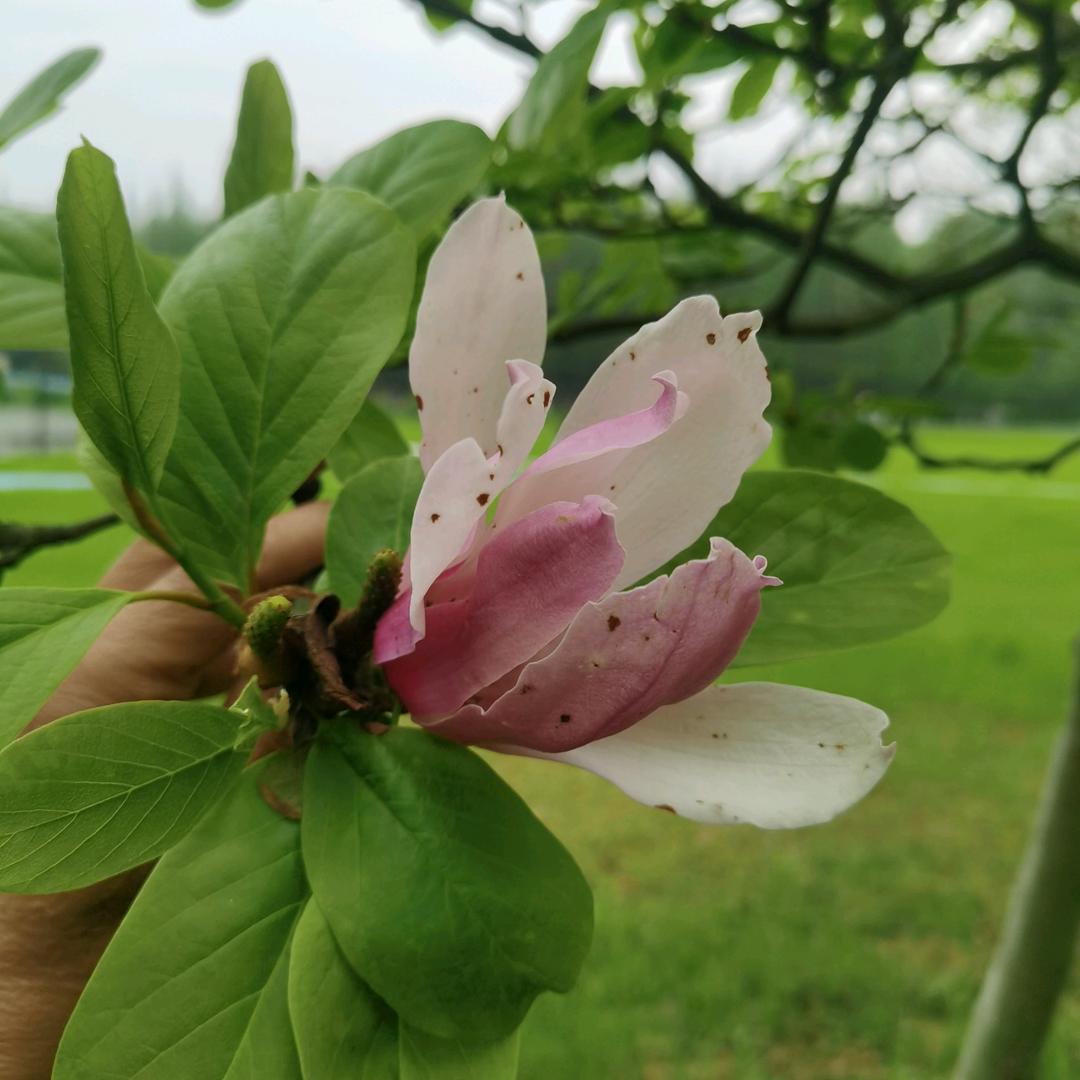 笑看人生❤️❤️❤️