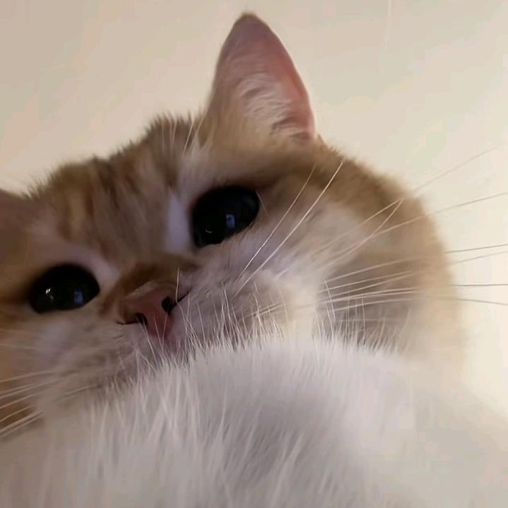 安子
