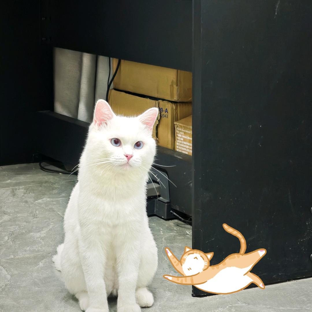 熬夜是小狗