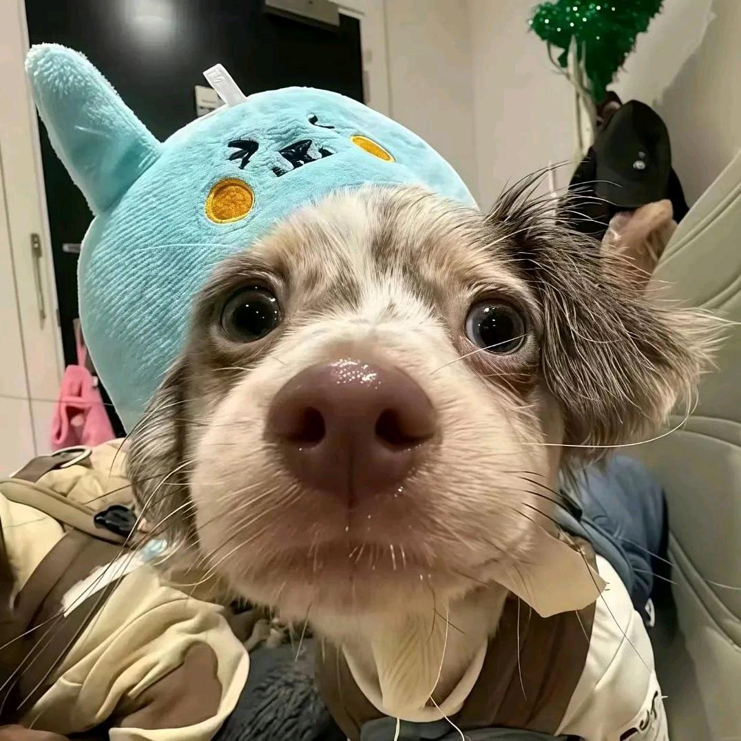 奇