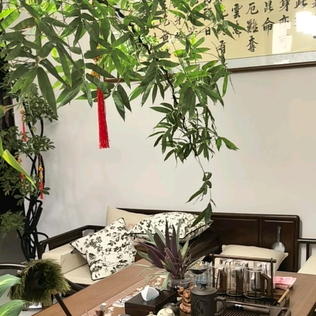 Jin—凯