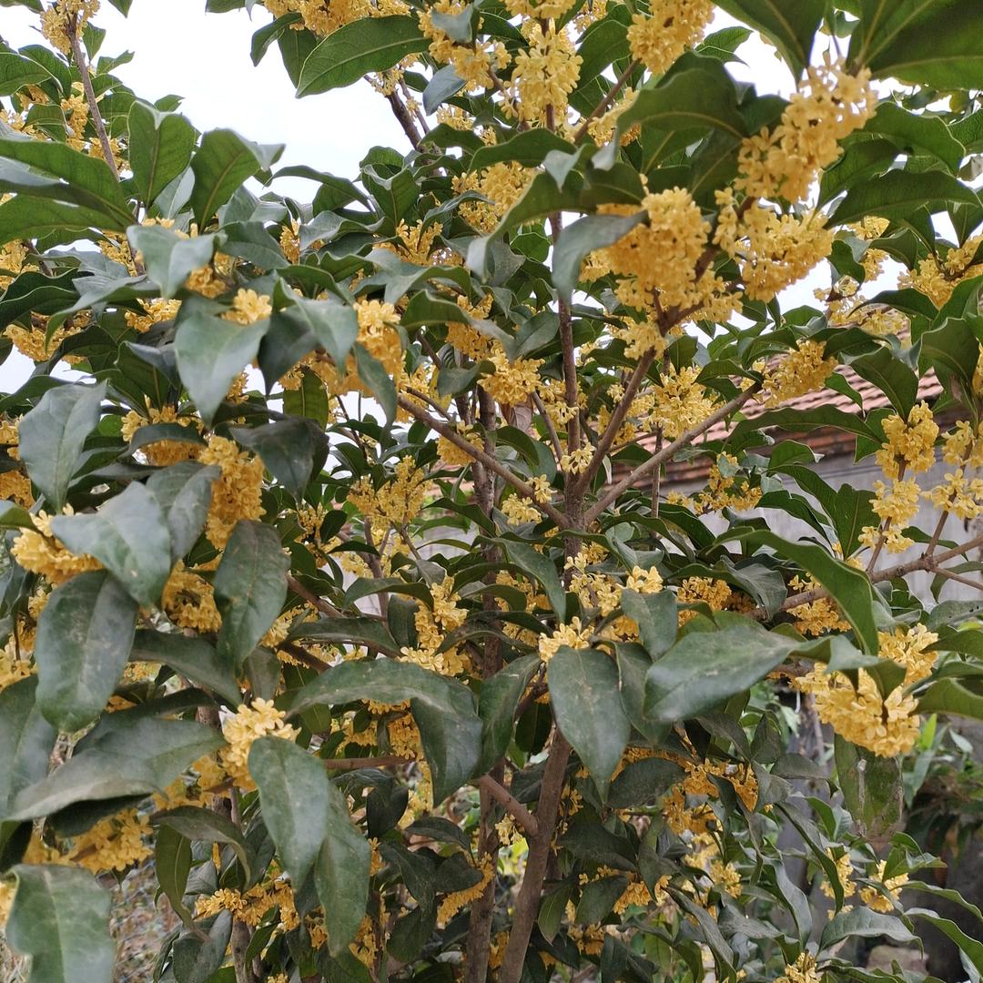 文涵睿