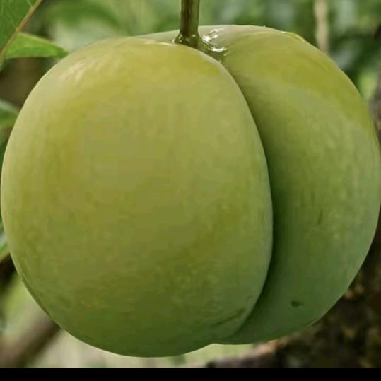 *͡ꕥ⃝ᮨ້ۖ零ᰔᩚ࿐⁵²⁰