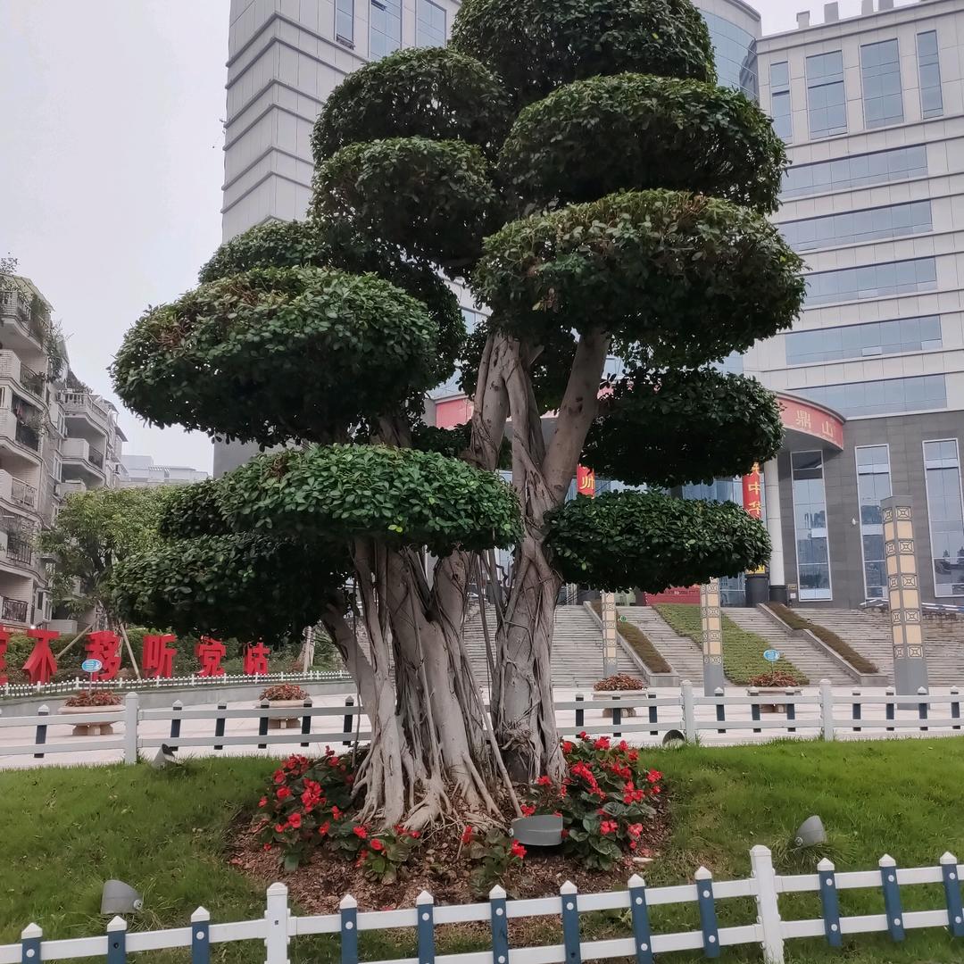 姐妹情缘