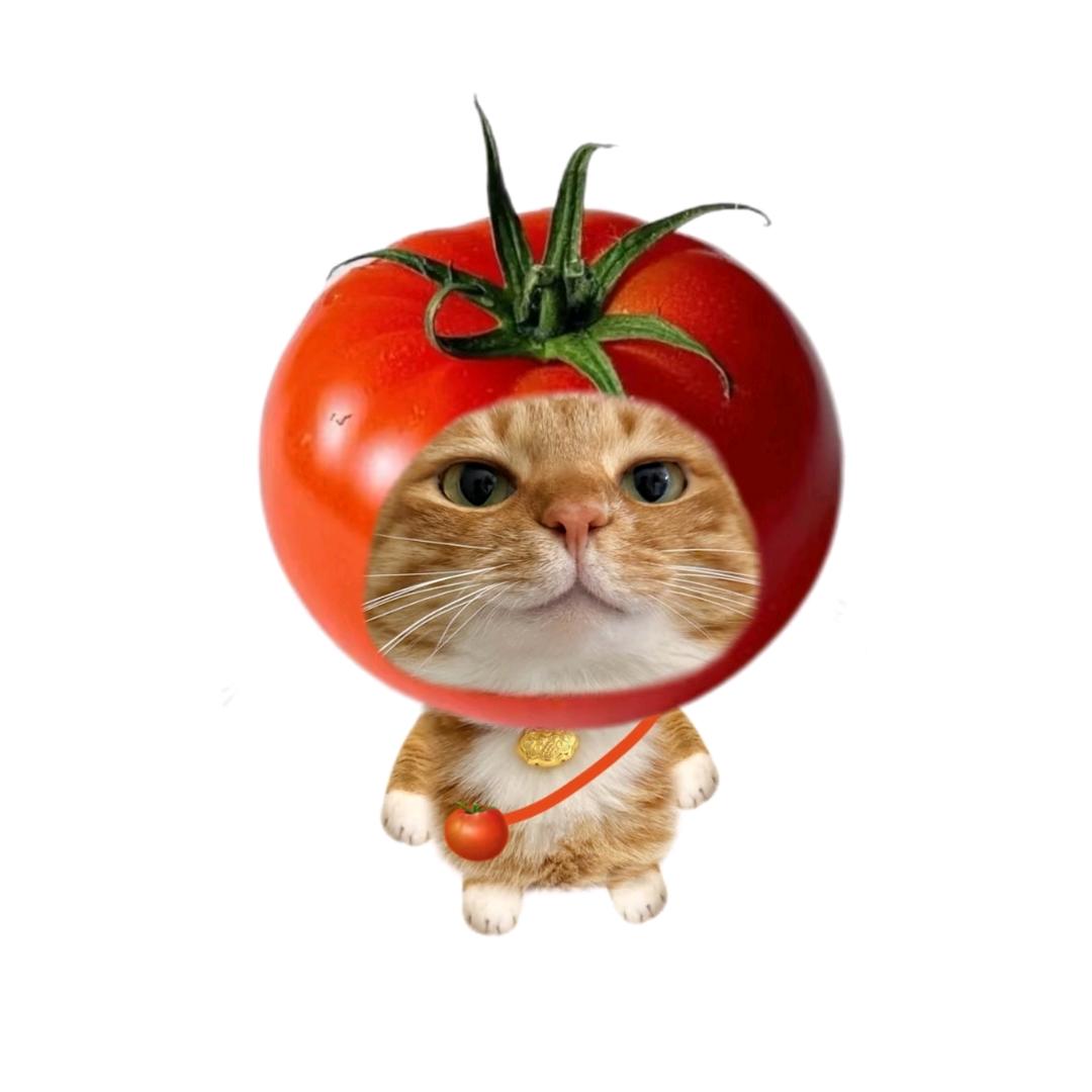 橘猫OOTD