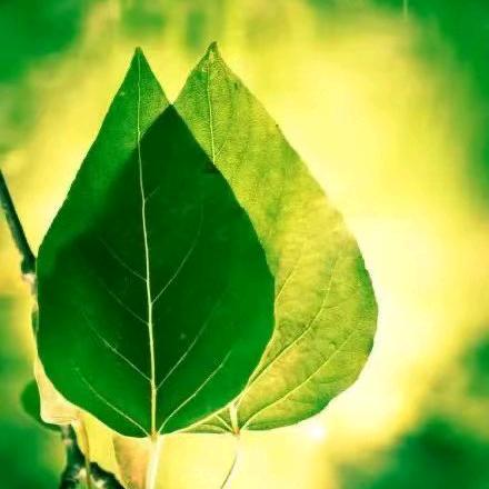 ལོ་🍁མ་
