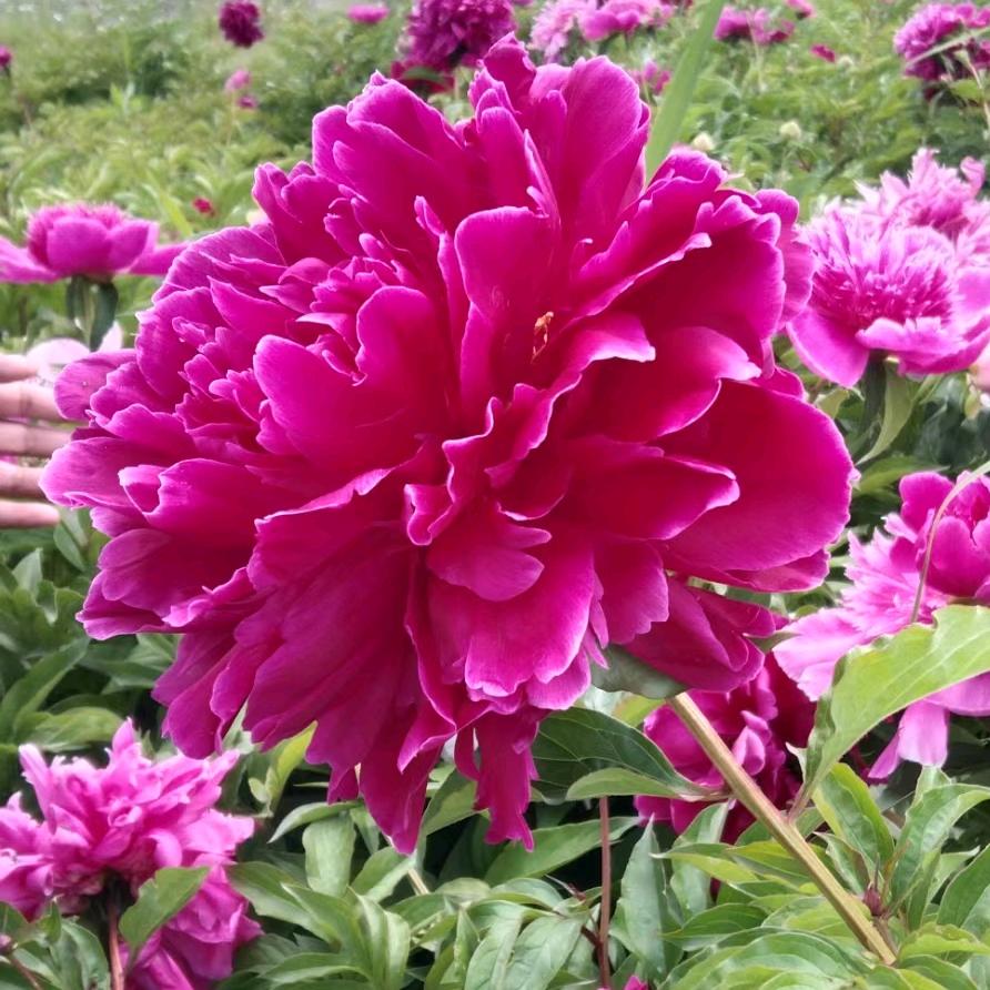 🌹🌹春暖花开。