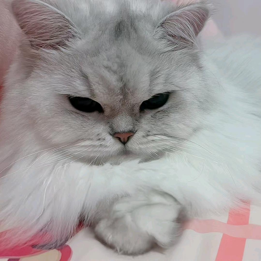 爱咪咪