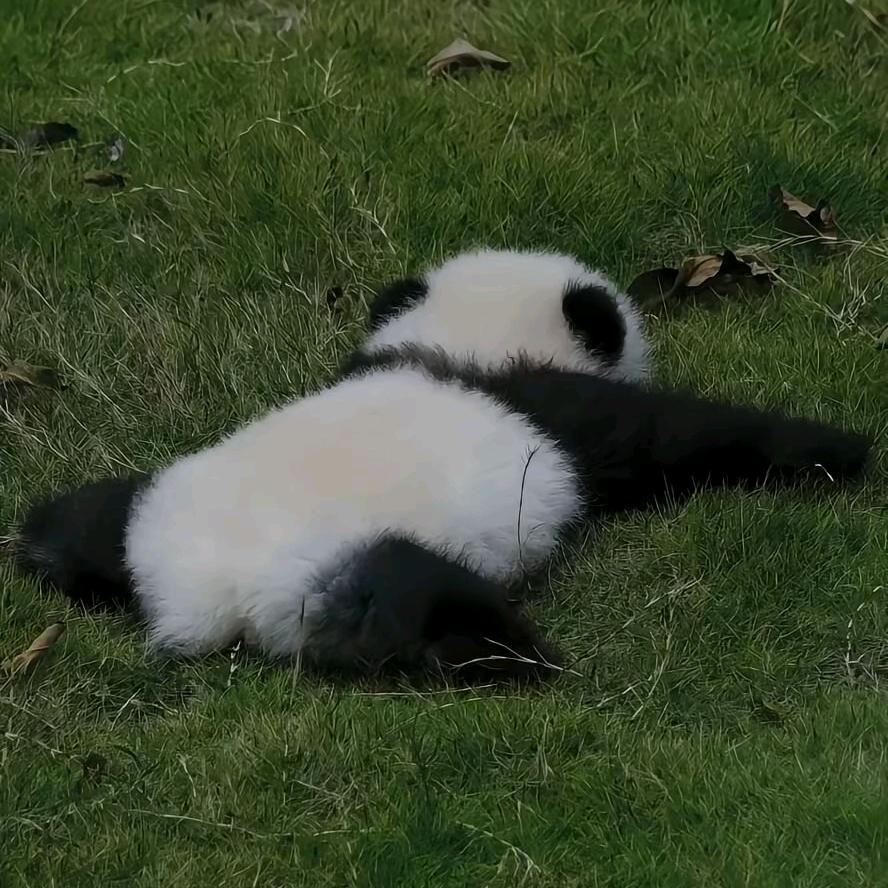 柠檬果