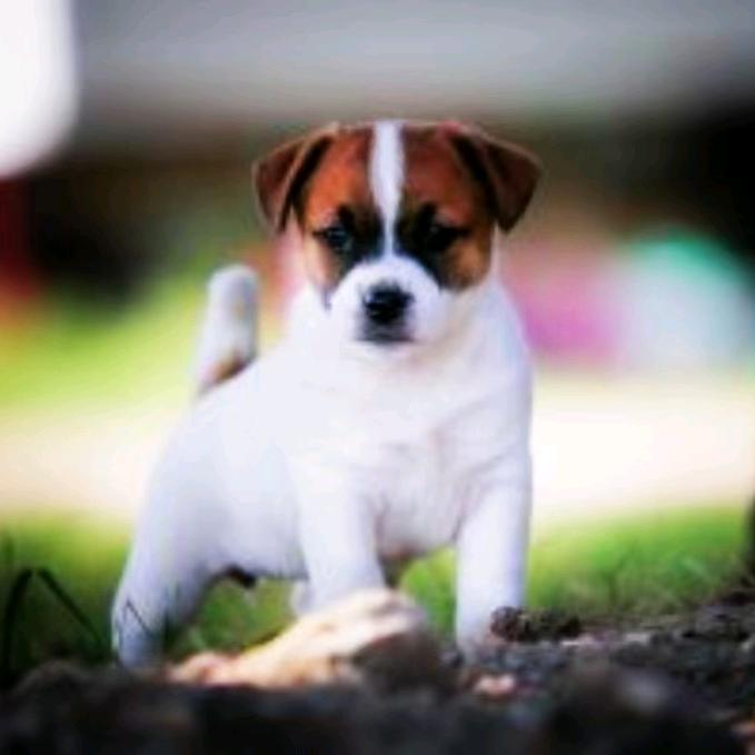 国产80男人 越玩越野