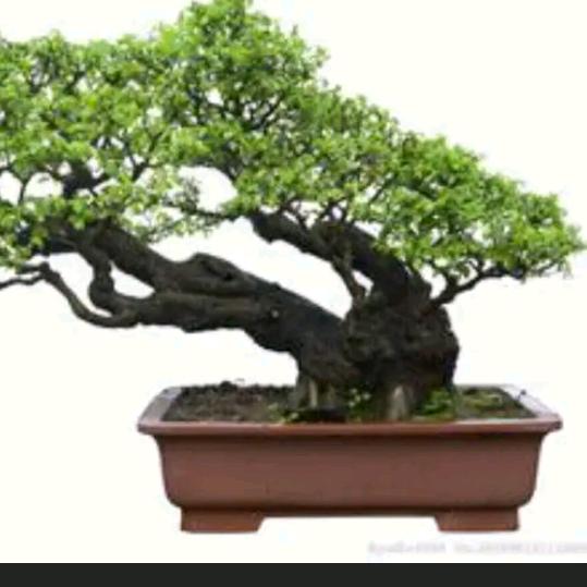 邬丽芬