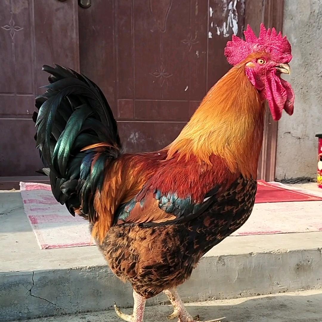 新蔡陈店镇周庄养鸡（周家鸡苗）