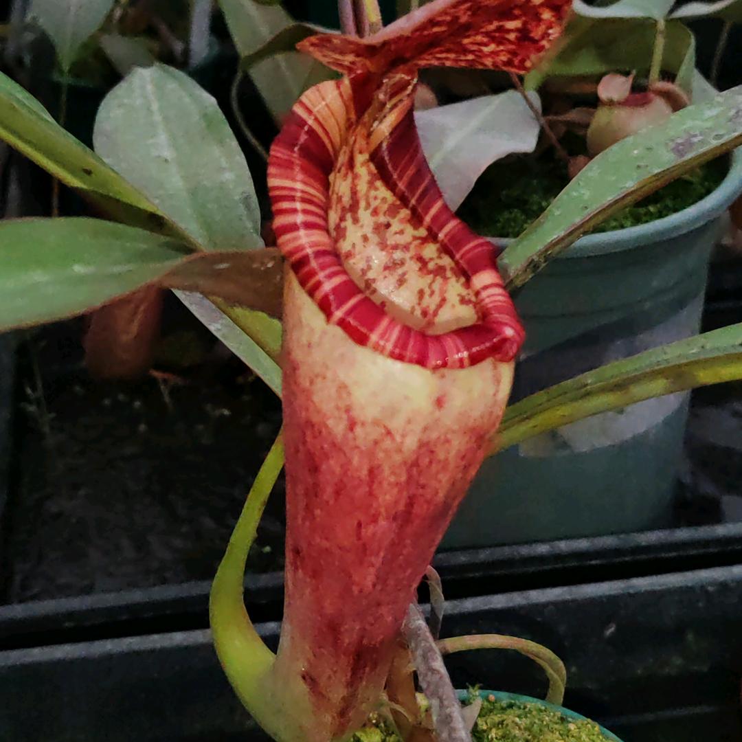 花万叶