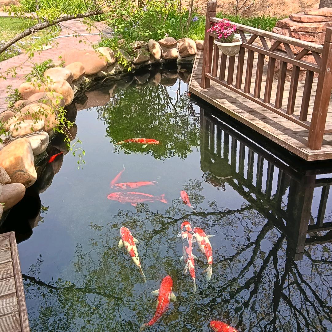有喵小院