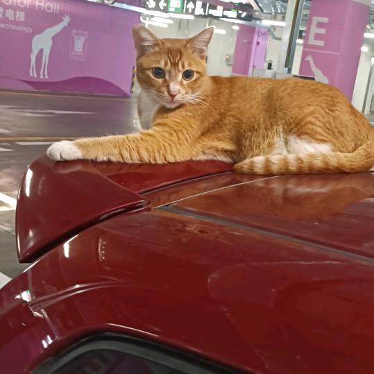 流浪猫二丫头像