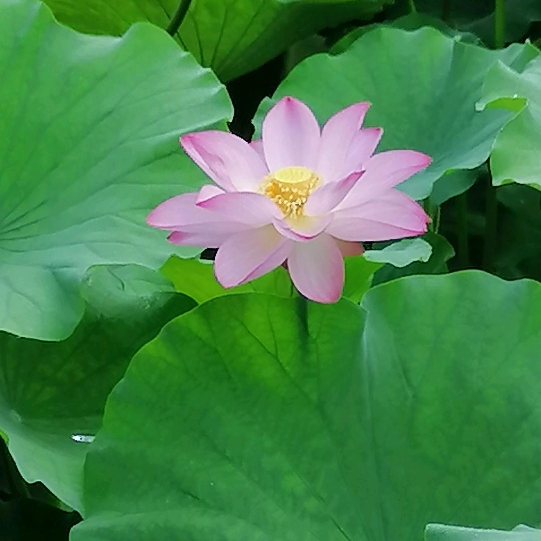 萻提单身