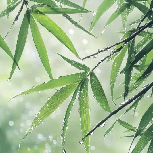 春雨