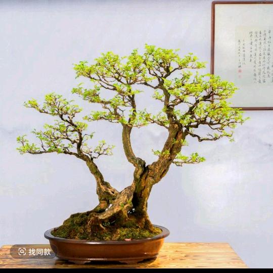 泉源园艺绿植