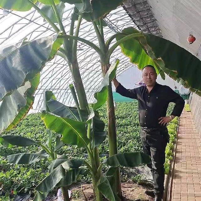 石墨烯温室大棚