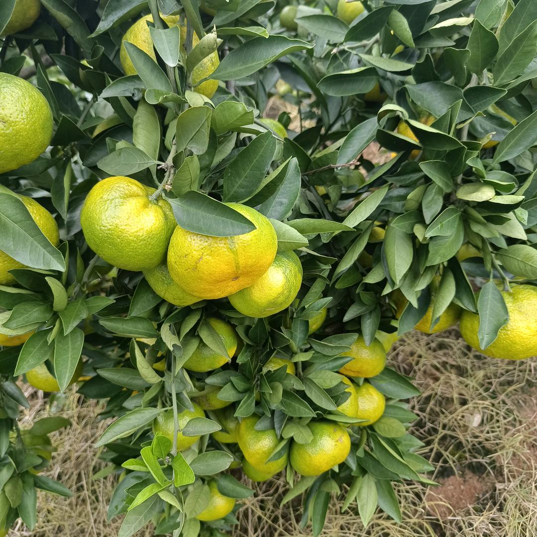 宜昌峰宝山蜜橘产地聂强
