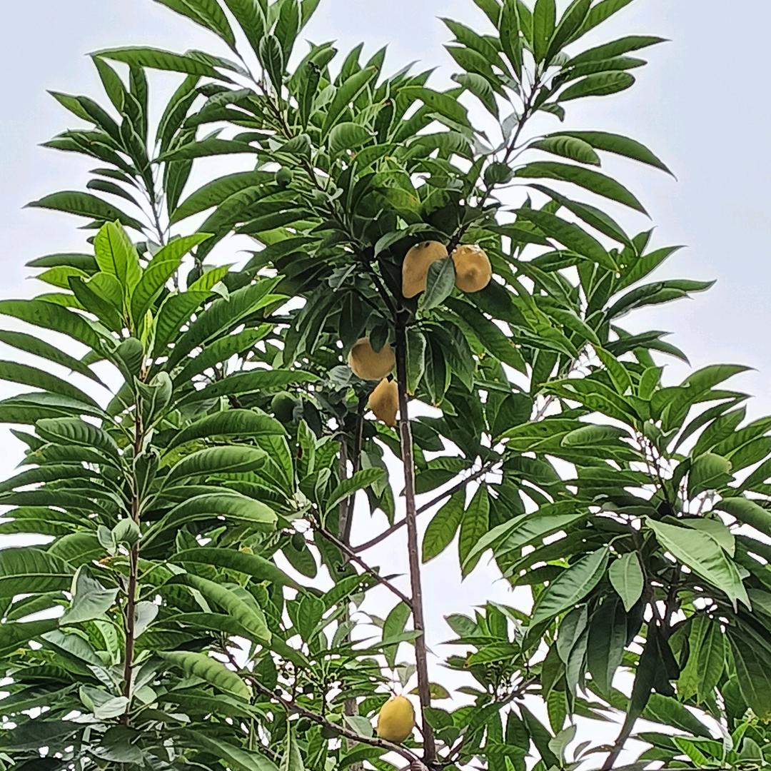 人间值🉐《PANLiHua》