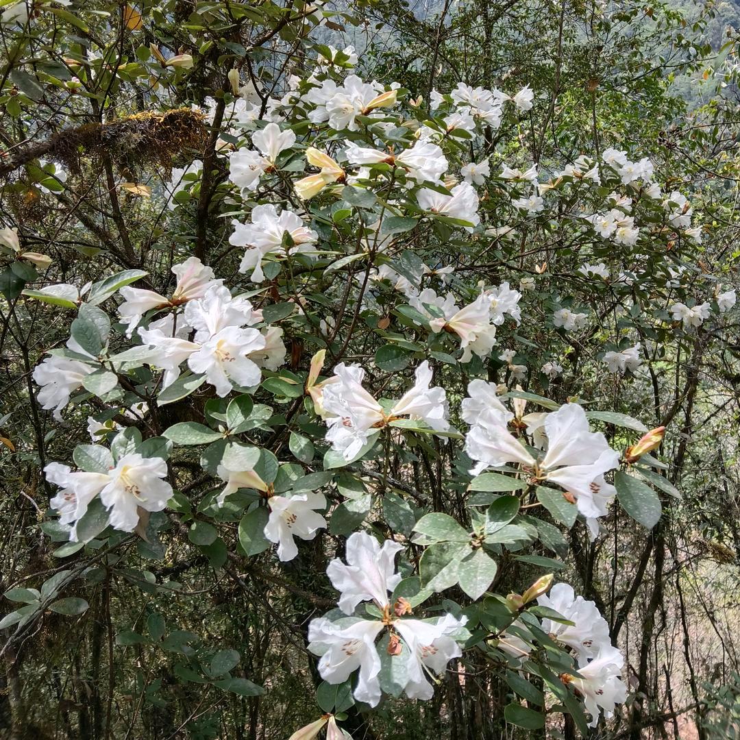 好想你