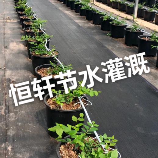 花城轩轩（下午14-16开播不定时）