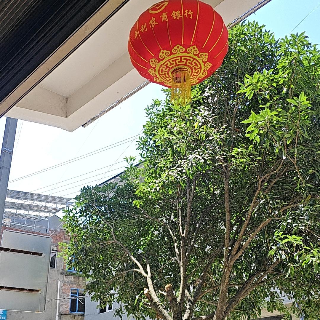 肖二姐‘