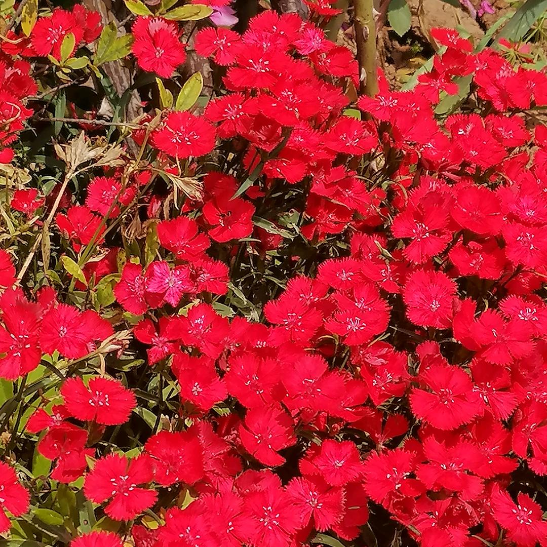 红花配緑叶