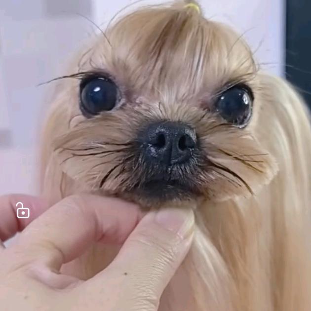 冰城简单约克夏1