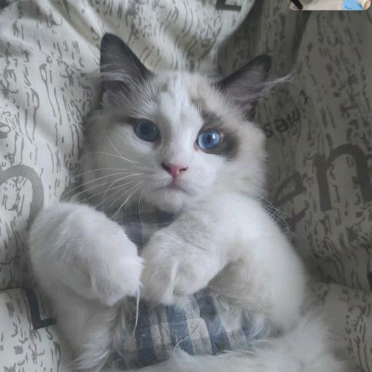 布丁白茶的铲屎官