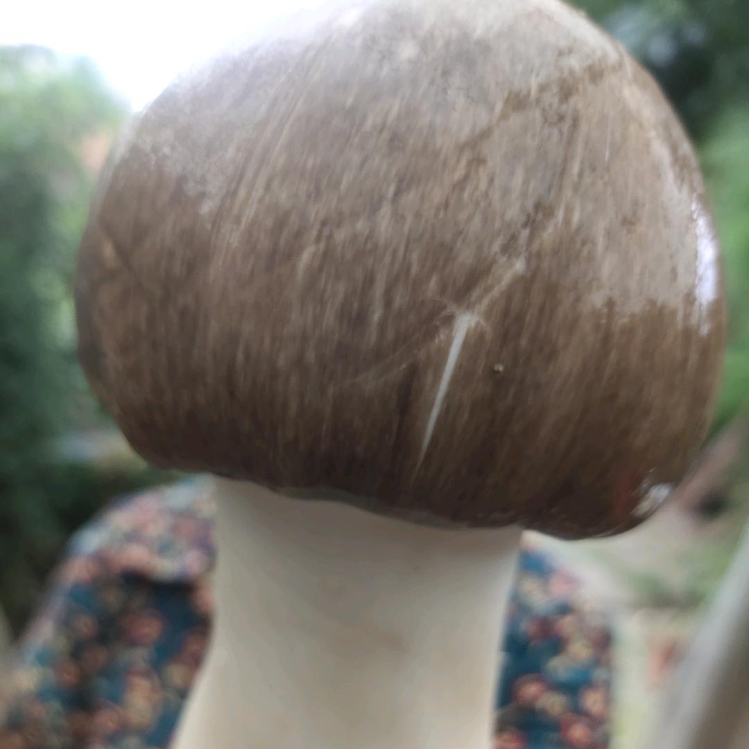 星5266