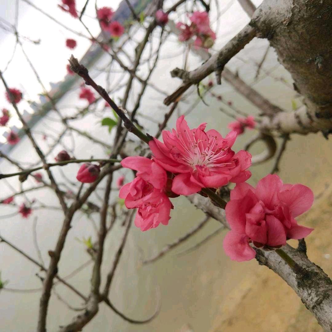 柠の萌