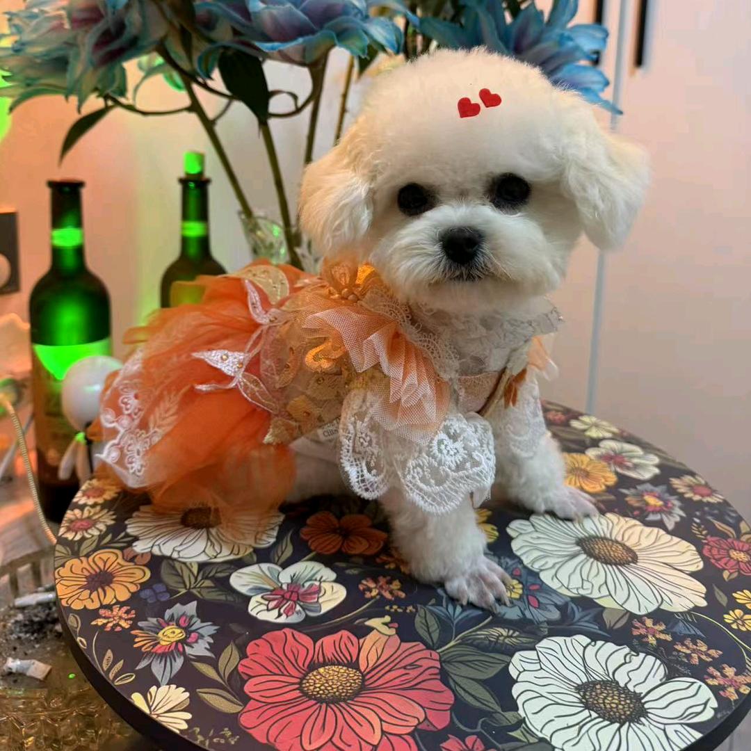 比熊小体喜乐