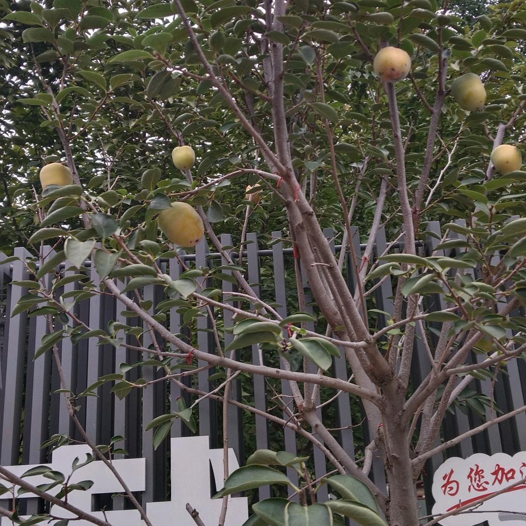 柿柿如意