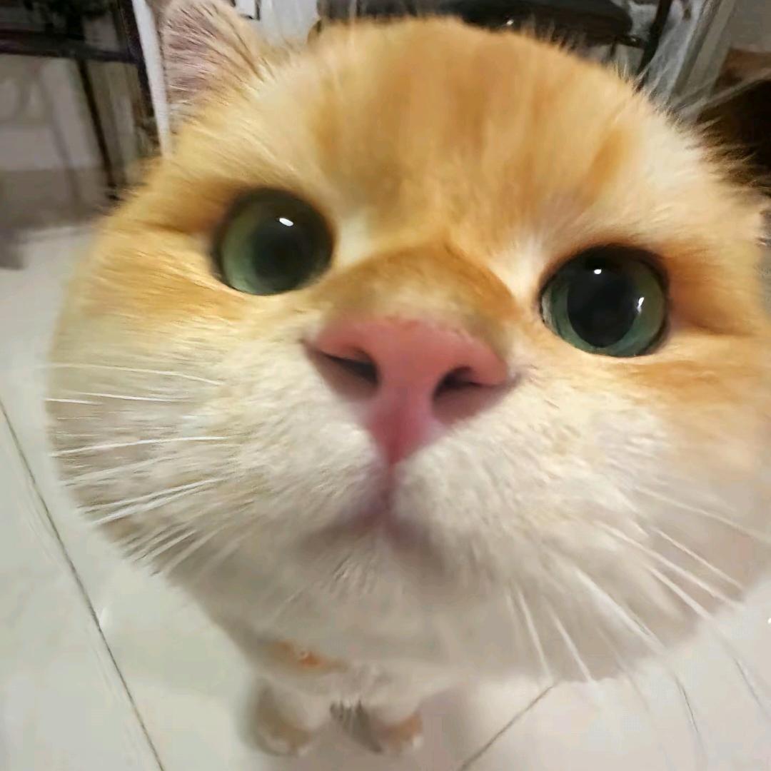 小禾苗